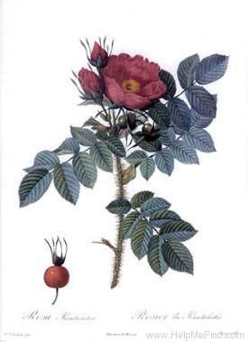 '<i>Rosa kamtschatica</i> Red. & Thory Synonym' rose photo