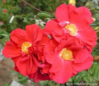 'Rosenfest' rose photo