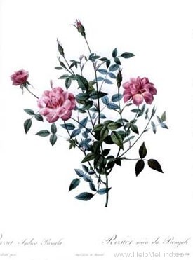 'Rouletii' rose photo
