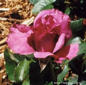 'Royal Amethyst ™ (Hybrid Tea, DeVor, 1989)' rose photo