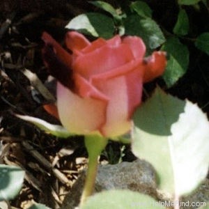 'September 18' rose photo