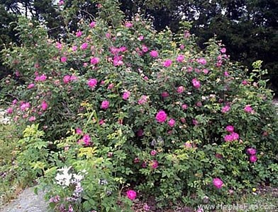 'Shailer's Provence' rose photo