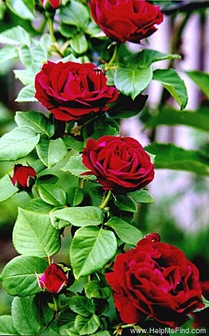 'Souvenir du Docteur Jamain (Hybrid Perpetual, LaCharme, 1865)' rose photo