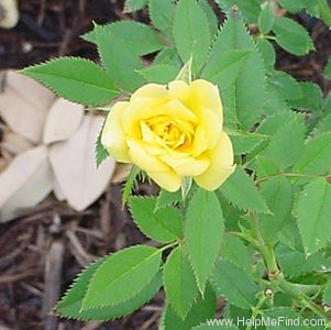 'Sunnydew' rose photo