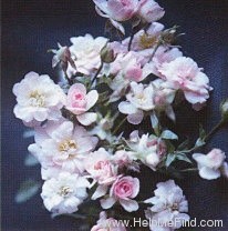'Sweet Sue (miniature, Bennett, 1979)' rose photo