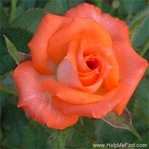 'Tangerine Twist' rose photo