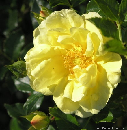 'Country Gold (Groundcover, Kordes)' rose photo