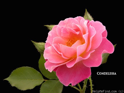 'Condoleezza' rose photo