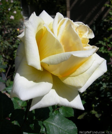 'Ahimsa' rose photo