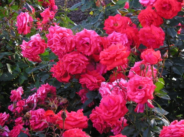 'George E. Owen Memorial Rose Garden'  photo