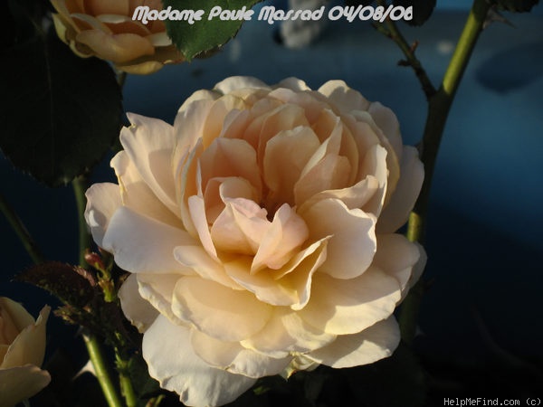 'Madame Paule Massad' rose photo