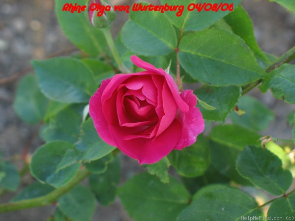 'Reine Olga de Wurtenberg' rose photo