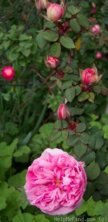 'Madame Ernst Calvat' rose photo