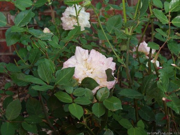 'Étoile de Lyon (tea, Guillot, 1876)' rose photo