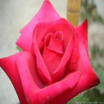 'Dr. Troy Garret' rose photo
