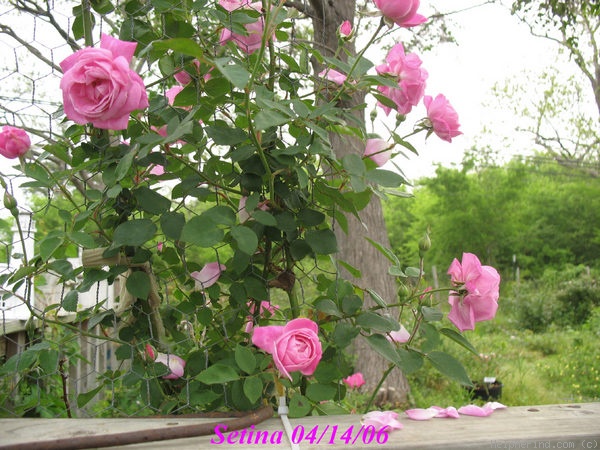 'Setina' rose photo