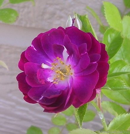 'Bleu Magenta' rose photo