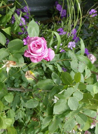 'Mrs. John Laing (Hybrid Perpetual, Bennett, 1885)' rose photo