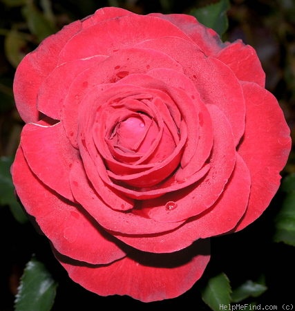 'Bull's Red' rose photo