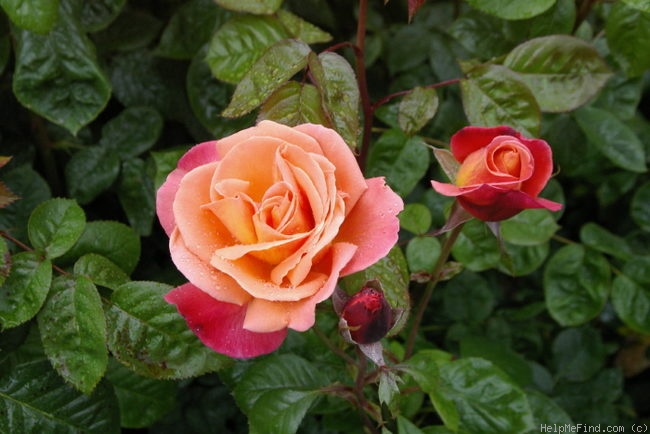 'Royal Dane ®' rose photo