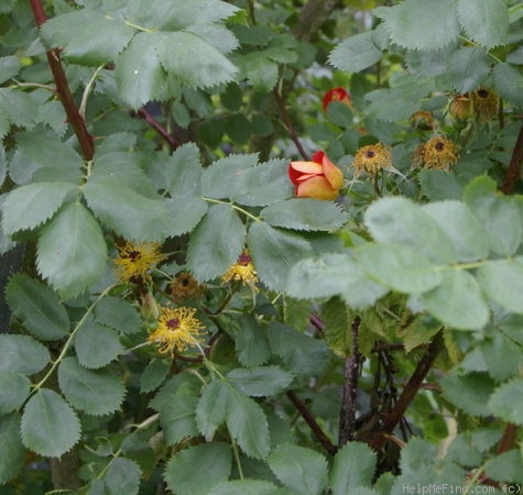 '<i>Rosa foetida</i> var. <i>bicolor</i> Willmott' rose photo