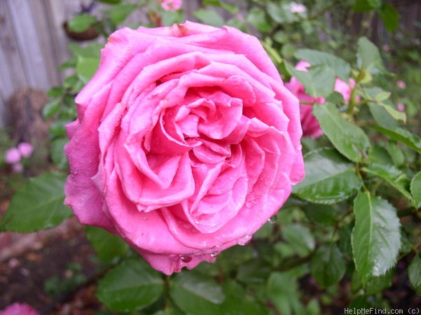 'Auguste Renoir ®' rose photo