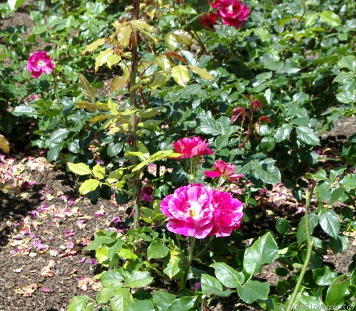 'Guy Savoy' rose photo