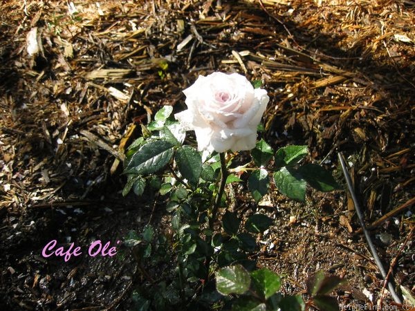 'Café Olé' rose photo