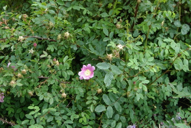 '<i>Rosa fendleri</i> Crépin synonym' rose photo