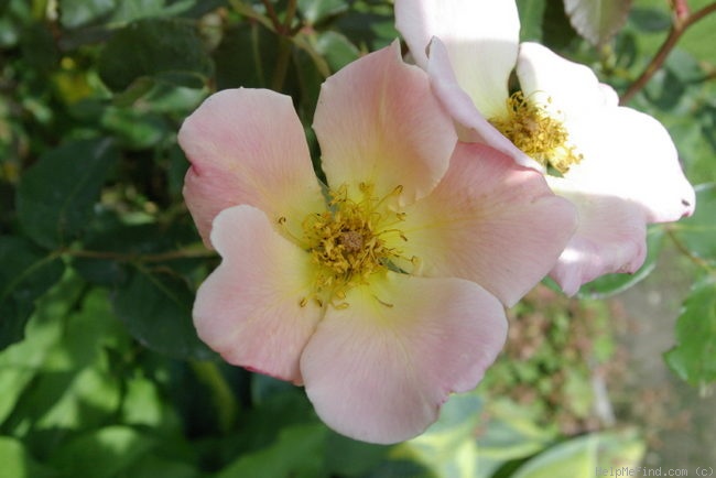 'Irish Elegance' rose photo