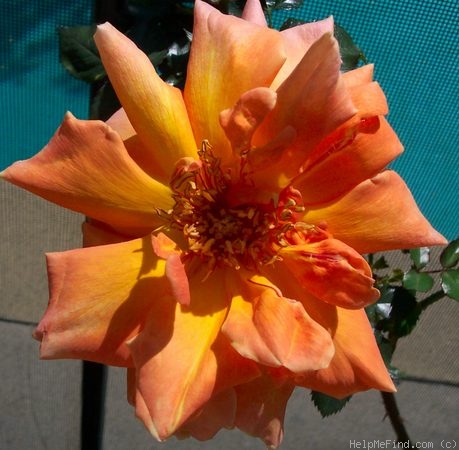 'Fred Edmunds' rose photo