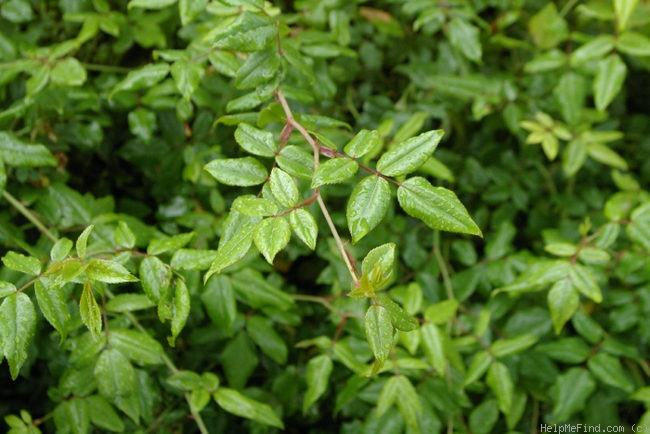 '<I>Rosa sempervirens</I> L.' rose photo