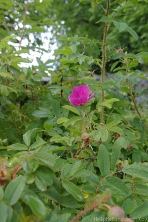 '<i>Rosa rugosa</i> Thunb.' rose photo