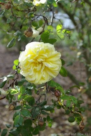 '<i>Rosa</i> x <i>harisonii</i> Rivers' rose photo