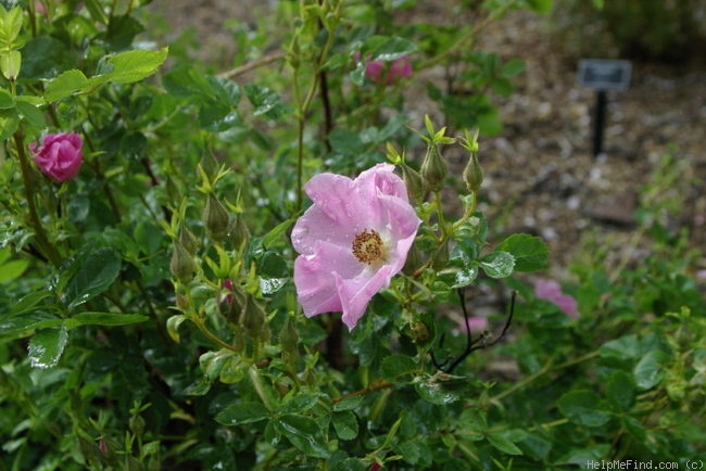 '<i>Rosa carolina</i> L.' rose photo