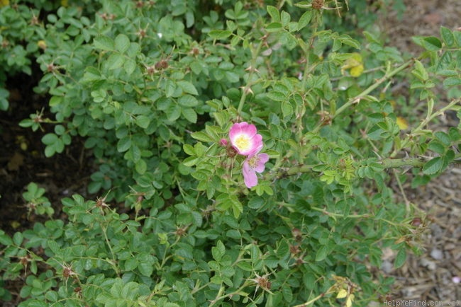 '<i>Rosa rubiginosa</i> 'Eglantine'' rose photo