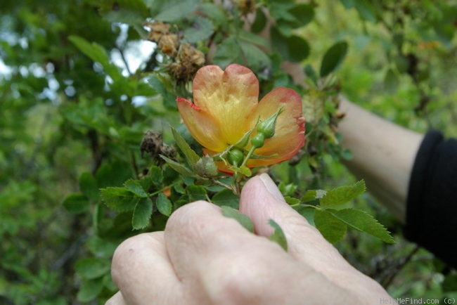 '<i>Rosa foetida</i> var. <i>bicolor</i> Willmott' rose photo