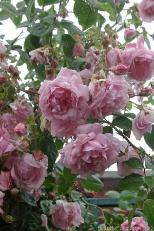 'Alida Lovett' rose photo