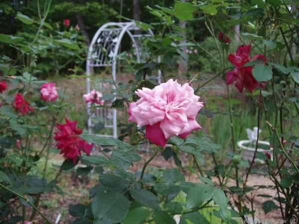 'Archduke Charles (china, Dubourg/Laffay, 1825)' rose photo