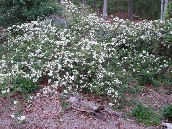 'Lady Banks White' rose photo