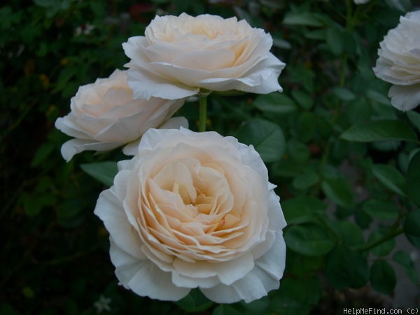 'Bredon ®' rose photo