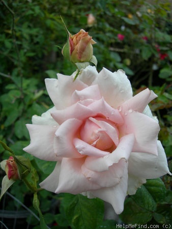 'Good News (hybrid tea, Meilland, 1939)' rose photo