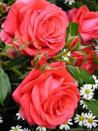 'Lasting Peace' rose photo