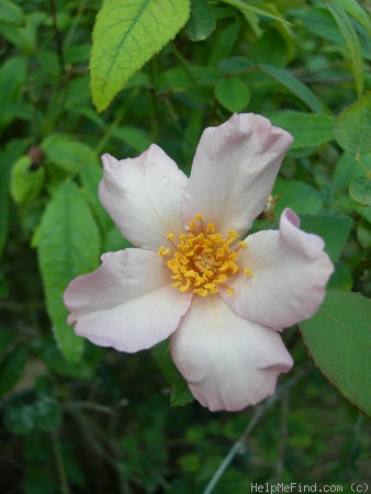 'Lila Banks' rose photo