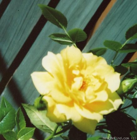 'Fragrant Morning' rose photo
