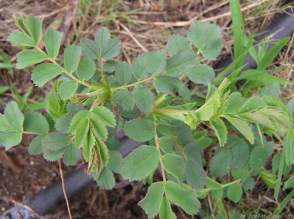 '<i>Rosa arkansana</i> Porter' rose photo