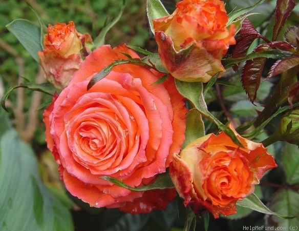 'Matador (floribunda, Kordes, 1972)' rose photo