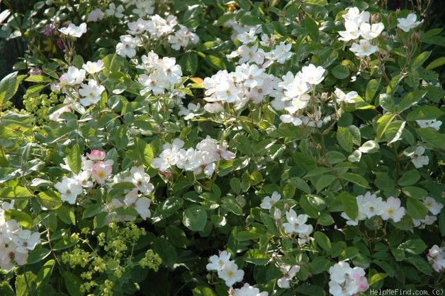 'White Crystal' rose photo