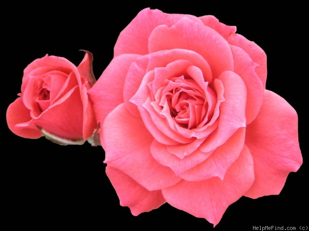 'Dainty Dinah' rose photo