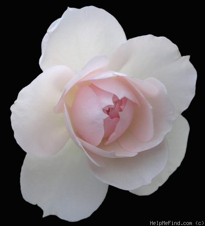 'Coconut Ice (LCl, Horner, 2003)' rose photo